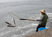 전남 해남 울돌목에 숭어가 돌아왔다