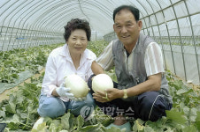 천안멜론 출하 개시