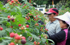 친환경 복분자 맛보세요