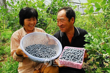 논산서 블루베리 수확 한창