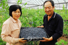 논산서 블루베리 수확 한창