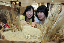 햇 보리가 나왔어요