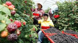 장성 복분자 맛있어요