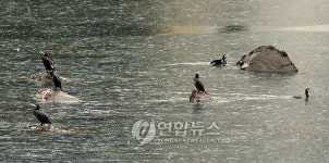 춘천댐서 민물가마우지 무리 발견