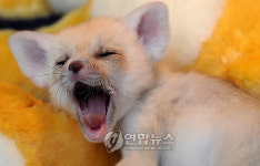 에버랜드서 태어난 사막여우