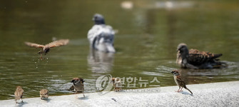 새들의 공중목욕탕