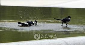 새들의 공중목욕탕