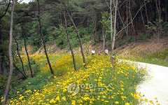 달성군 임도 따라 금계국 활짝