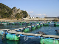 울산에 올 돌고래 1마리 일본서 죽어