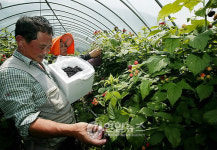 <카메라뉴스> 함평레드와인 원료 복분자 수확