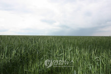 끝없이 펼쳐진 연해주 밀밭