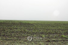 끝없이 펼쳐진 연해주 콩밭