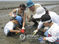 <카메라뉴스> 함평 돌머리해수욕장 갯벌체험