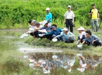 횡성 압곡 주민들 백로.왜가리 보호 앞장