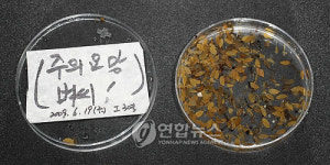 태안 마도 수중서 발굴된 볍씨