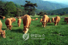 전북에서도 1천만원대 한우 생산한다