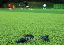 태백 인조잔디 축구장 고무 칩 녹아 엉망