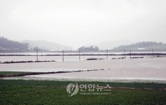 물에 잠긴 자은 들녘