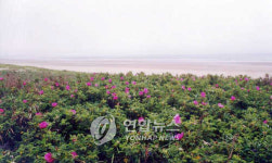 태안 신두사구 생태공원화 사업 본격화