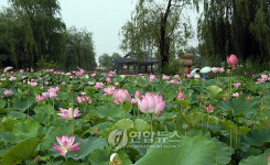부여 궁남지서 10-19일 서동.연꽃축제