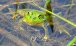 파주 민통선서 멸종위기 '금개구리' 발견