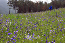 삼척 환선마을에 도라지꽃 활짝