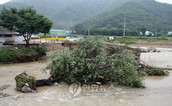폭우에 유실된 벚꽃나무