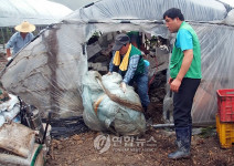 물폭탄 맞은 논산 수해복구 한창