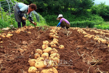 장맛비 그친 들녘