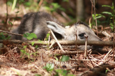 양구군, 복원센터서 산양 증식 첫 성공
