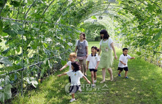 <카메라뉴스> 하천둔치 넝쿨터널 시원해요