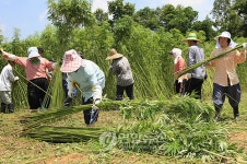 보성삼베 원료 大麻수확 한창