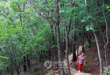 태백 오투리조트 산책로 `산소 가득