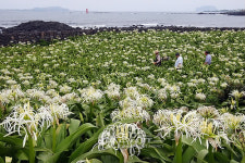 무더위 식히는 문주란꽃 활짝