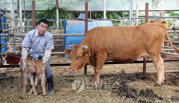 7회 연속 쌍둥이 송아지 낳은 철원 한우