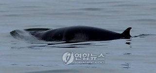 동해서 발견된 밍크고래
