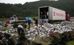 통영産 `종려 네덜란드에 수출