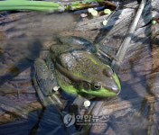 `금개구리 천국 광명 안터저수지 되살아난다
