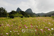 진안 마이산 코스모스 만개