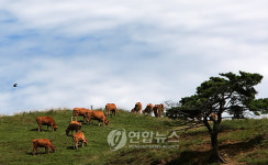 한가로이 풀 뜯는 한우들