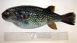 동해안서 아열대성 맹독 복어 별복 잡혀