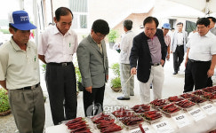 임실군, 명품고추 생산 평가회 개최