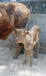 복제소 영롱이.진이 2~3년전 죽었다