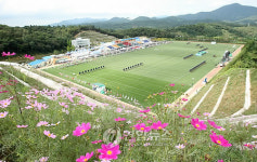 코스모스 활짝 핀 울산문수국제양궁장
