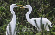울산 백로 서식지 대숲 확대해야