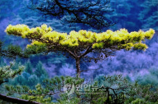 속리산 황금소나무 끝내 추억속으로