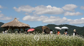 평창 봉평은 메밀꽃 천지