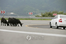  구불구불 700리 해안의 비경, 거제