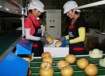 농산물 유통 거점 나주농산물센터