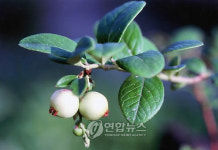 지리산서 발견된 월귤나무 열매